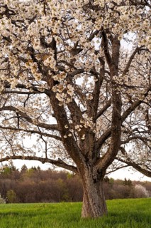 Landscape in spring, partial view of a white blossoming fruit tree in the evening after sunset.