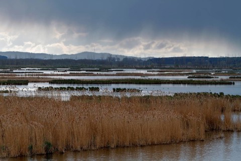 Wetland biotope in the Peene Valley, overwatered meadows, rare habitat for endangered plants and
