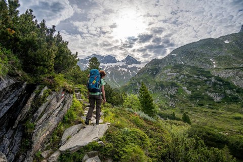Mountaineer on a hiking trail in a picturesque mountain landscape with alpine roses, mountain peak