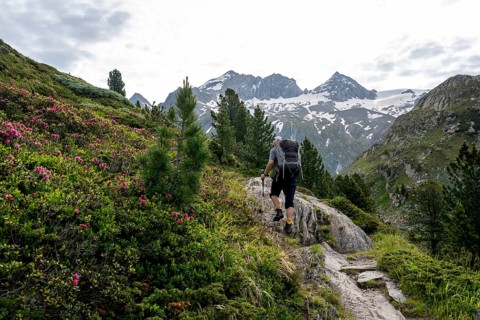 Mountaineer on hiking trail in picturesque mountain landscape with alpine roses, mountain peak