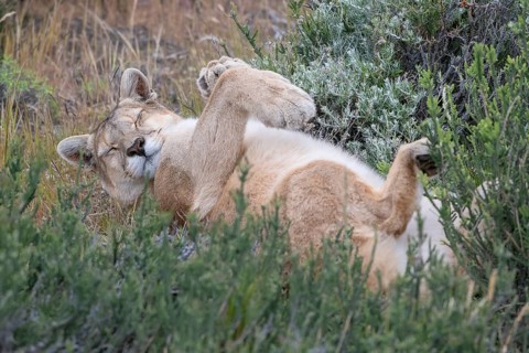 Cougar (Cougar concolor), silver lion, mountain lion, cougar, panther, small cat, lying on its
