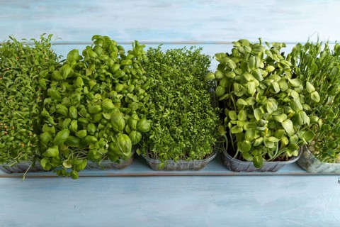 Set of boxes with microgreen sprouts of green basil, pea, cilantro, sunflower, watercress on blue