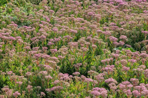 Everlasting Stonecrop (Sedum spectabile) in summer, Quebec, Canada, North America