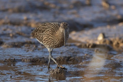 Eurasian curlew (Numenius arquata) adult bird walking on a mudflat, Norfolk, England, United