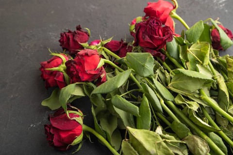 Withered, decaying, roses flowers on black concrete background. top view, flat lay, copy space,