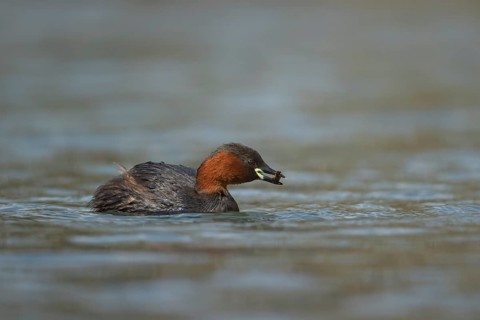 Little grebe (Tachybaptus ruficollis) adult bird feeding on a lake, Derbyshire, England, United