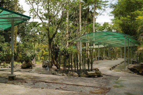 Orchid and bromeliad flower beds in botanical garden, selective focus, copy space, malaysia,