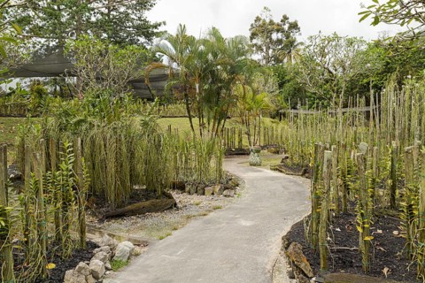 Orchid and bromeliad flower beds in botanical garden, selective focus, copy space, malaysia,