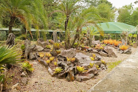 Orchid and bromeliad flower beds in botanical garden, selective focus, copy space, malaysia,