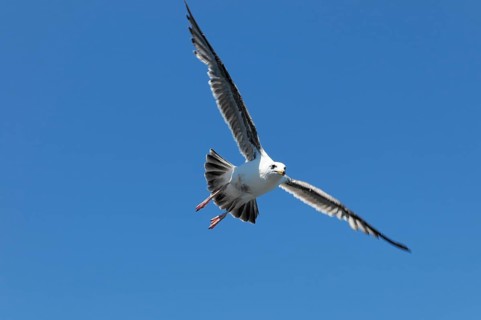 Western gull (Larus occidentalis), adult on the coast, California, USA, North America
