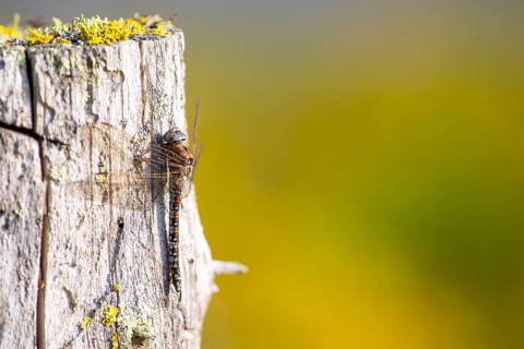 Zigzag darner (Aeshna sitchensis) sitting on a tree stump, dragonfly, close-up, nature photograph,
