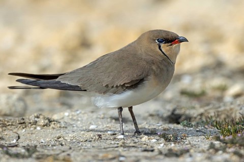 Red-winged Pratincole