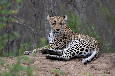 Leopard (Panthera pardus), adult, observed, alert, lying, on ground, Sabi Sand Game Reserve, Kruger