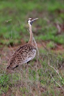 Red-crested Bustard, (Lophotis ruficrista), adult, foraging, vigilant, Kruger National Park, Kruger