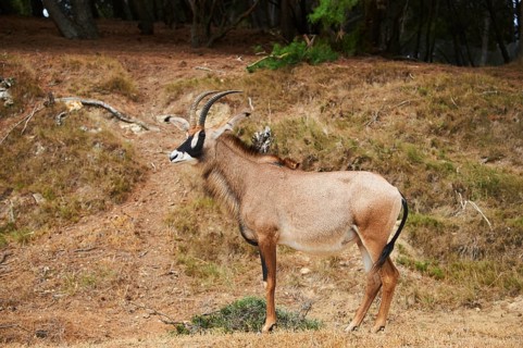 Roan Antelope (Hippotragus equinus) in the dessert, captive, distribution Africa