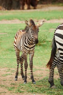 Plains zebra (Equus quagga) foal standing in the dessert, captive, distribution Africa