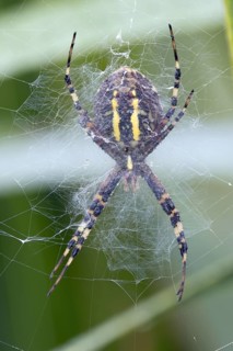 Underside of wasp spider