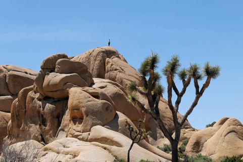 Monzogranite formations, Joshua Tree National Park, Palm Desert, Southern California, USA, North