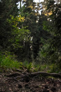 Root on a forest path at sunset, Bavaria, Germany, Europe