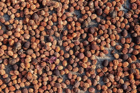 Fruits of the Rudraksha tree being dried, sacred tree in Hinduism, Addateegala, Andhra Pradesh,