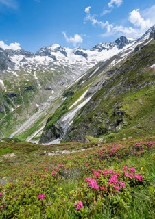 Picturesque mountain landscape with blooming alpine roses, behind mountain peak Grosser Loeffler
