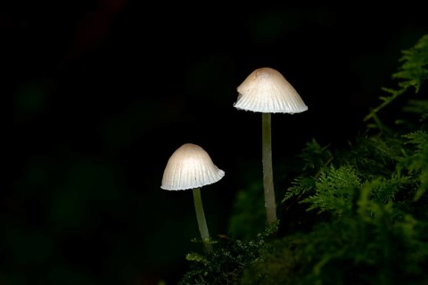 Mycena epipterygia mushroom on moss against a dark background, Mindelheim, Unterallgaeu, Bavaria,