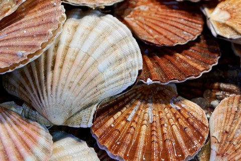 Scallops, Campo de la Pescaria fish market, Rialto market, San Polo neighbourhood, Venice, Veneto,