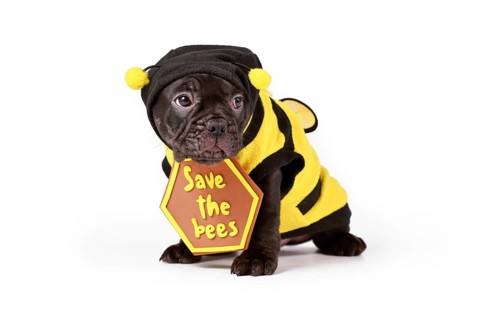 Cute black French Bulldog dog puppy dressed up with bee costume and 'Save the bees' sign on white