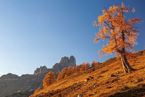 Autumn-coloured larch at sunset in front of a mountain peak, Bischofsmuetze in the background,