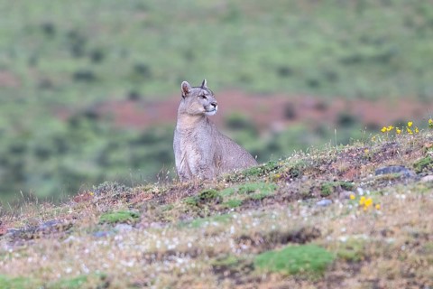Cougar (Cougar concolor), silver lion, mountain lion, cougar, panther, small cat, Torres del Paine