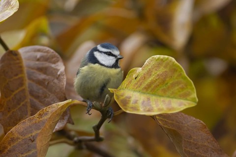 Blue tit (Cyanistes Caeruleus) adult bird amongst autumn leaves of a garden Magnolia tree, Suffolk,