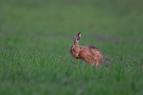 Brown hare (Lepus europaeus) adult animal washing its front foot in a cereal crop with Red-dead