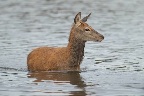 Red deer (Cervus elaphus) juvenile fawn walking in a lake, Surrey, England, United Kingdom, Europe
