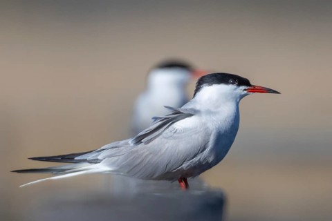 common tern
