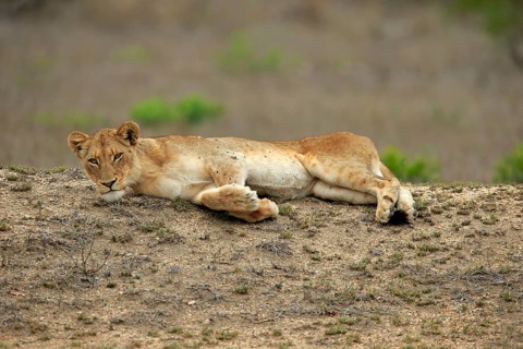 Lion (Panthera leo), adult, female, lying, resting, Sabi Sand Game Reserve, Kruger National Park,