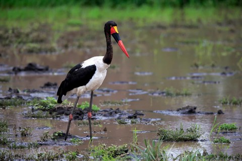 Saddle-billed stork (Ephippiorhynchus senegalensis), adult, foraging, in the water, Kruger National