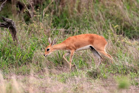 Steenbok (Raphicerus campestris), adult, female, foraging, running, dwarf antelope, Kruger National