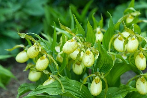Beautiful orchid flowers of yellow color with green leaves in the garden. Lady's-slipper hybrids.