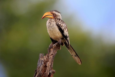 Southern yellow-billed hornbill (Tockus leucomelas), adult, in perch, Kruger National Park, Kruger