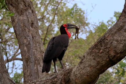 Southern ground hornbill (Bucorvus leadbeateri), adult, feeding, with prey, on tree, Kruger