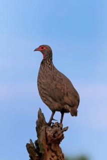 Swainson's spurfowl (Pternistis swainsonii), adult, perch, Kruger National Park, Kruger National