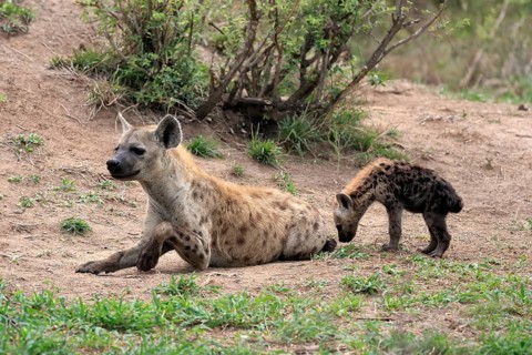 Spotted hyena (Crocuta crocuta), adult, juvenile, mother with juvenile, social behaviour, Sabi Sand