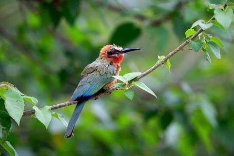 White-fronted bee-eater (Merops bullockoides), adult, on wait, Kruger National Park, Kruger
