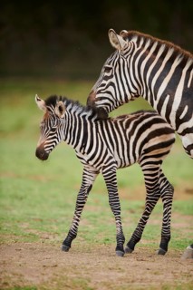 Plains zebra (Equus quagga) mother with foal in the dessert, captive, distribution Africa