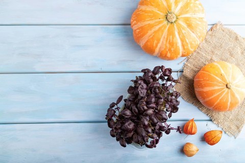 Microgreen sprouts of purple basil with pumpkin on blue wooden background. Top view, flat lay, copy