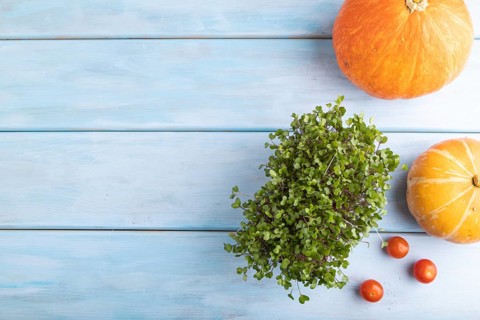 Microgreen sprouts of kohlrabi cabbage with pumpkin on blue wooden background. Top view, flat lay,