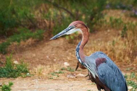 Goliath heron (Ardea goliath) standing in the bushes at the water, captive