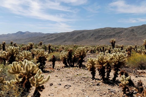 Joshua trees (Yucca brevifolia), Joshua Tree National Park, Palm Desert, Southern California, USA,