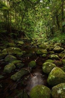 Stream in the Australian jungle. Subtropical rainforest in New South Wales, Australia, Oceania
