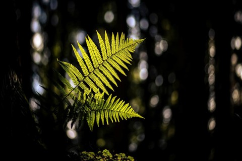 Fern (Polypodiopsida) backlit with forest in the background, Mindelheim, Unterallgaeu, Bavaria,